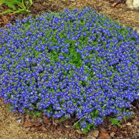 Veronica `Tidal Pool´