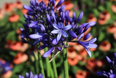 Agapanthus 'Heidy' (Pretty Heidy)