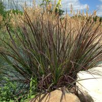 Andropogon gerardii 'Darkhawks' BLACKHAWKS