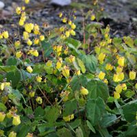 Epimedium 'Sunny and Share'