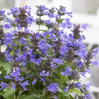 Nepeta 'Bokratune’ Neptune