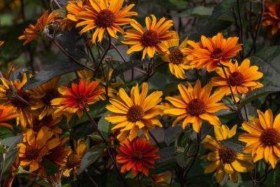 Heliopsis helianthoides `Fire Twister'