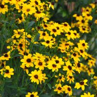 Coreopsis tripteris `Handy Size´