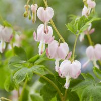 Dicentra spectabilis 'Cupid'