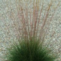 Festuca `Miedzianobrody´