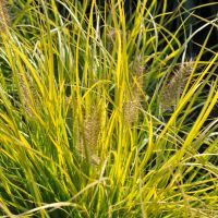 Cenchrus (Pennisetum)  purpurascens `Jommenik´