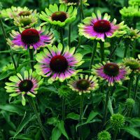 Echinacea purpurea `Green Twister´