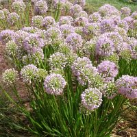 Allium `In Obit´