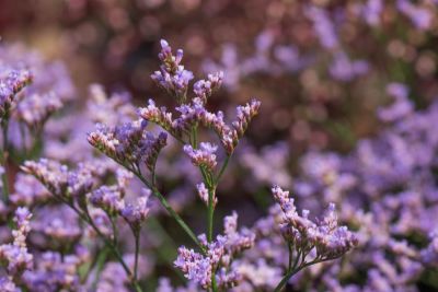 Limonium gmelinii `STE10' (Dazzle Rocks)