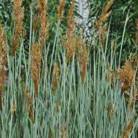 Sorghastrum nutans `Winnetou´