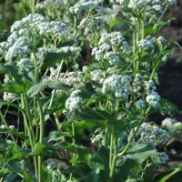 Parthenium integrifolia `Welldone´